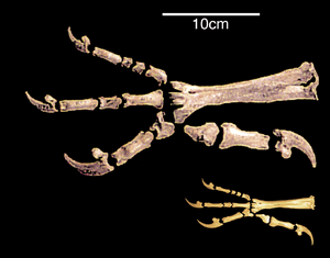 Harpagornis claw vs eagle