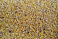 Harvested seeds of homegrown Chenopodium quinoa