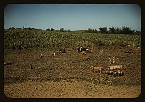 Harvesting sugar cane in a burned field 1a34057v