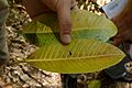 Higuerón (Ficus insipida) (14900448222)