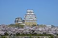 Himeji Castle with cherry blossoms from front