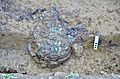 Huntingdon, Cambridgeshire "Muddy" Hoard 2018