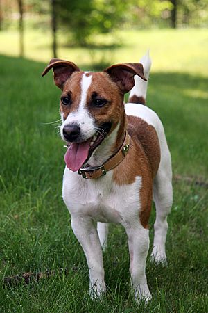 Jack Russell Terrier 1.jpg