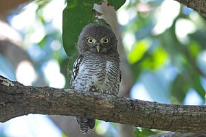 Jungle Owlet from Tissamaharama