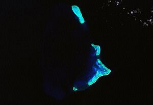 Kenn reef1