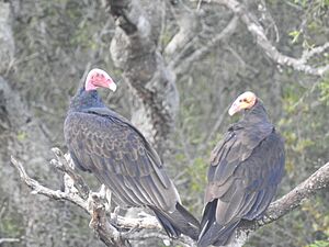Lesser Yellow-headed Vulture, Pilcomayo, Formosa, Argentina imported from iNaturalist photo 478244272
