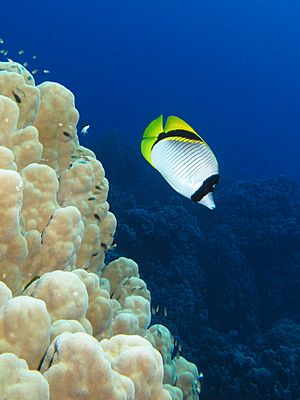 Lined butterflyfish swims along a dome coral