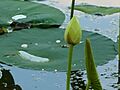 Little Africa - lotuses - P1100031