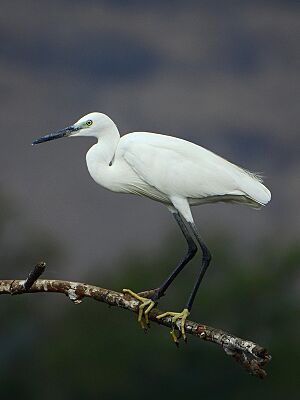 Little egret (Egretta garzetta) Photograph by Shantanu Kuveskar.jpg