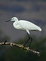 Little egret (Egretta garzetta) Photograph by Shantanu Kuveskar