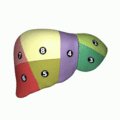 Liver 04 Couinaud classification animation