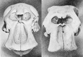 Loxodonta africana-cyclotis skulls PZSL