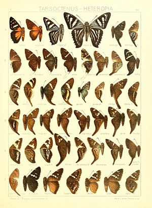 Macrolepidoptera15seit 0349