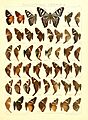 Macrolepidoptera15seit 0349
