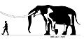 Mammut borsoni from Milia