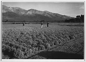 Manzanar Guayule Field