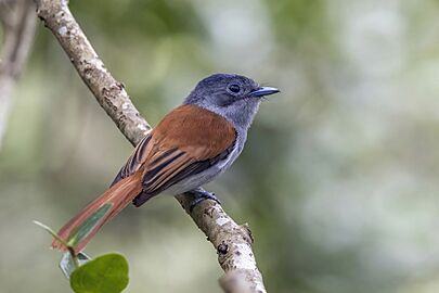Mascarene paradise flycatcher (Terpsiphone bourbonnensis desolata) juvenile
