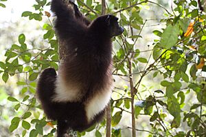 Milne-Edwards' sifaka (Propithecus edwardsi) (15720305930)