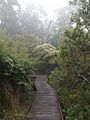 Mist along boardwalk on Old School Road, Springbrook, Queensland