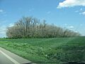 Murphy Mound near Caruthersville