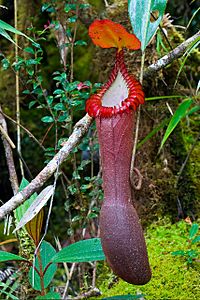 Nepenthes edwardsiana entire ASR 052007 tambu.jpg