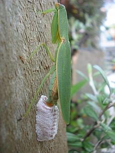 New Zealand Mantis (Orthodera novaezealandiae) laying eggs