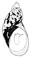 Novisuccinea chittenangoensis