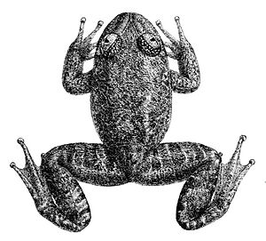 Nyctibatrachus major