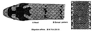 Oligodon affinis smith