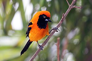 Orange-backed troupial (Icterus croconotus)