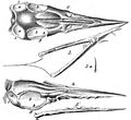 Ornithocephalus Münsteri