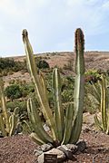 Pájara La Lajita - Oasis Park - Pachycereus schottii 04 ies.jpg