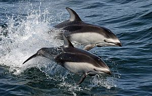 Pacific white-sided dolphins (Lagenorhynchus obliquidens) NOAA