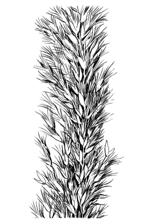 Pappophorum bicolor HC-1950-d.png