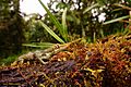 Pinocchio Anolis (Anolis proboscis) in Ecuador (19312208744)
