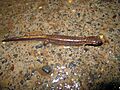 Plethodon dunni