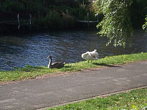 Polwarth swans