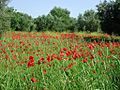 Poppy field at Kefalonia island, Greece