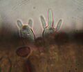 Psilocybe aztecorum 106866