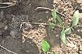 Purple Milkweed Roots