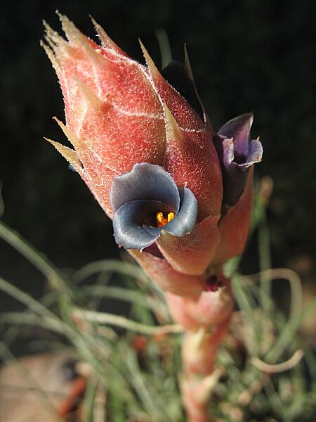 Puya prosanae (TS) 2-03753