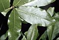 Quercus imbricaria (USDA)
