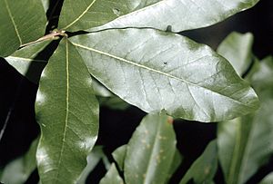 Quercus imbricaria (USDA).jpg