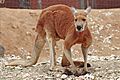 Red kangaroo - melbourne zoo