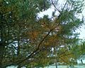 Red pine in the autumn