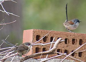 Red winged wrens Boranup 1 email