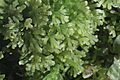 Riccardia multifida (Vielspaltiges Riccardimoos) IMG 0162