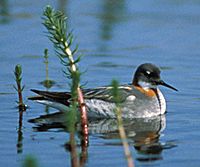 Rnphalarope04