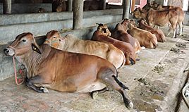 Sahiwal cows at the dairy unit attached to Bhai Ram Singh Memorial (Gurudwara) Bhaini Sahib, Ludhyana ,Punjab, India