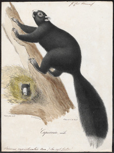 Sciurus capistratus - 1700-1880 - Print - Iconographia Zoologica - Special Collections University of Amsterdam - UBA01 IZ20400061